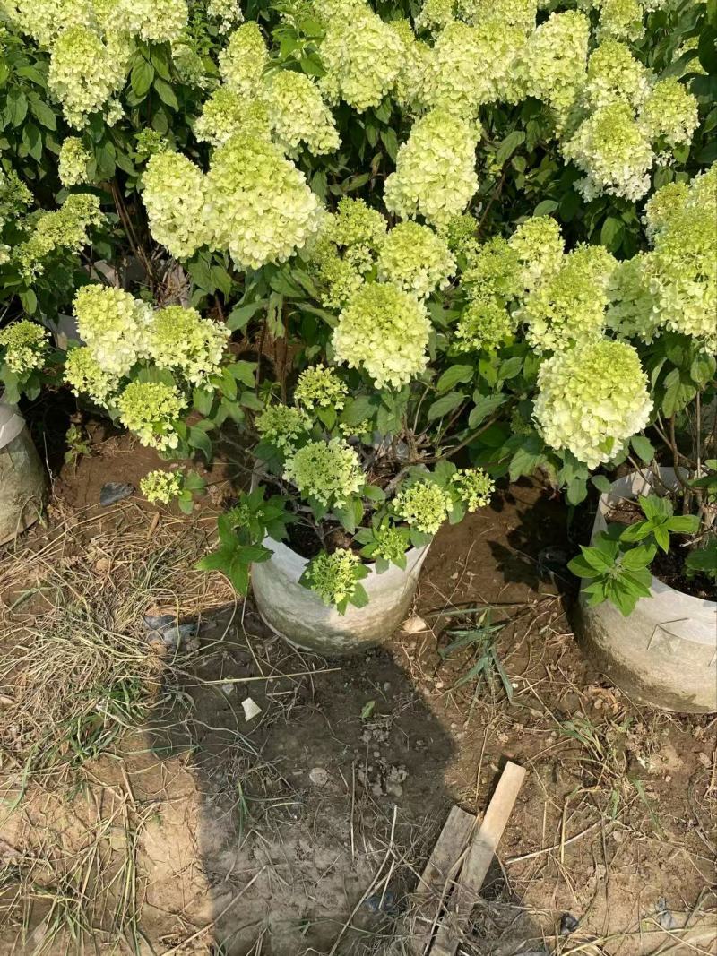 精品木绣球优质木绣球木绣球自产自销