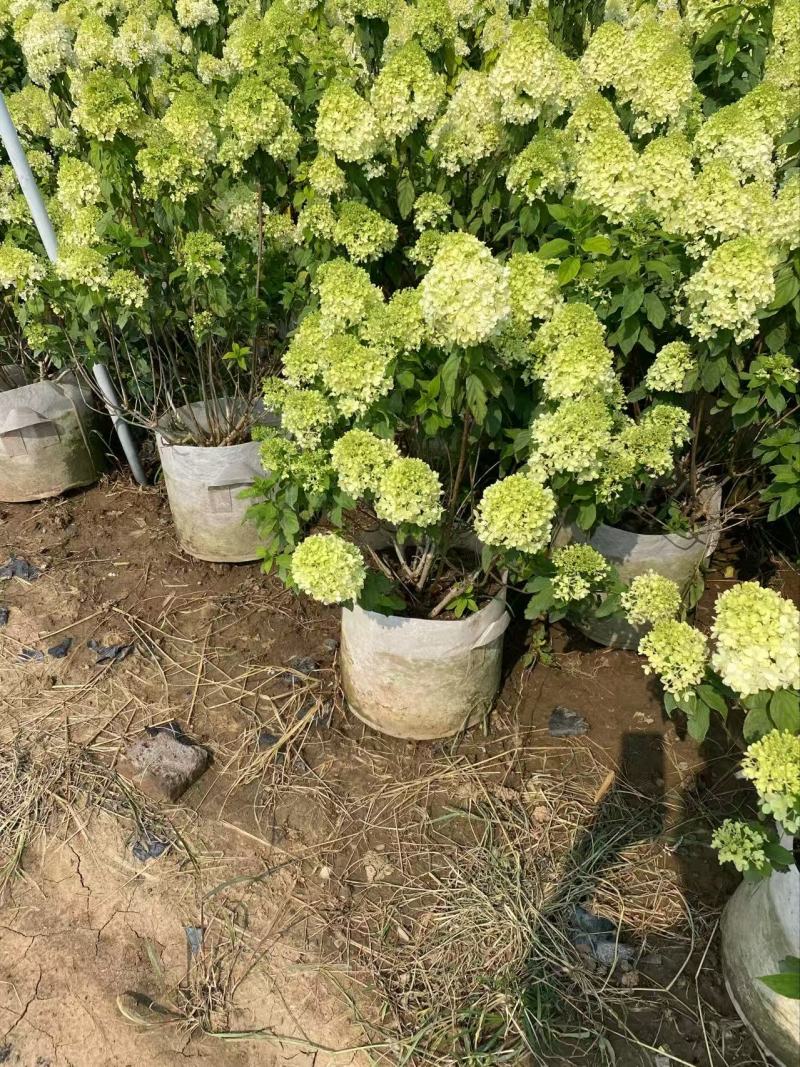 精品木绣球优质木绣球自产自销