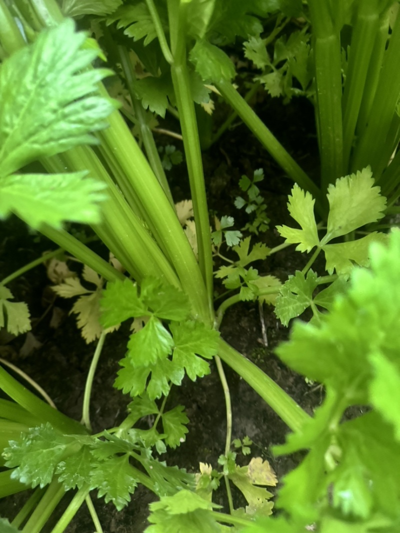 河南精品芹菜夏邑皇后芹菜大量现货中，一手货源，质量保证