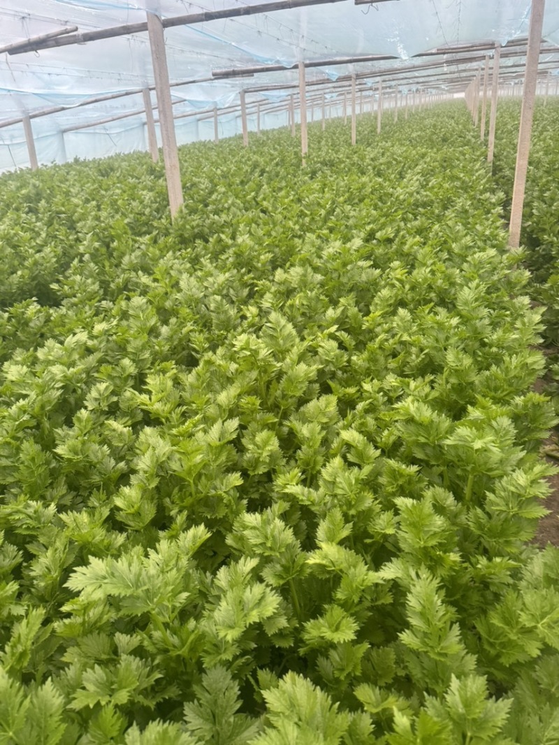 河南精品芹菜夏邑皇后芹菜大量现货中，一手货源，质量保证
