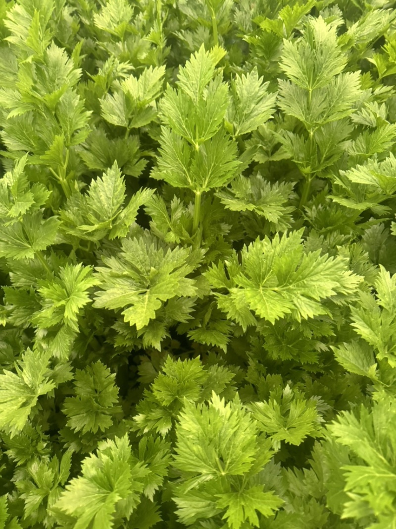 河南精品芹菜夏邑皇后芹菜大量现货中，一手货源，质量保证