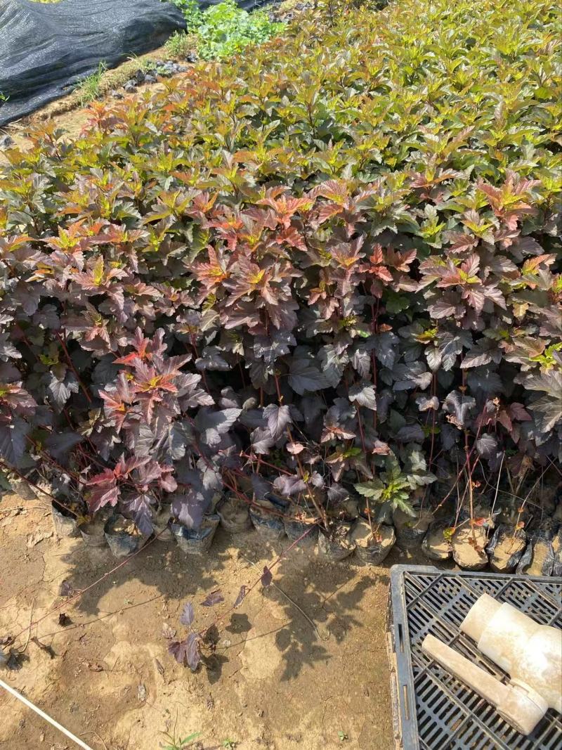 金叶风箱果精品金叶风箱果优质金叶风箱果自产自销