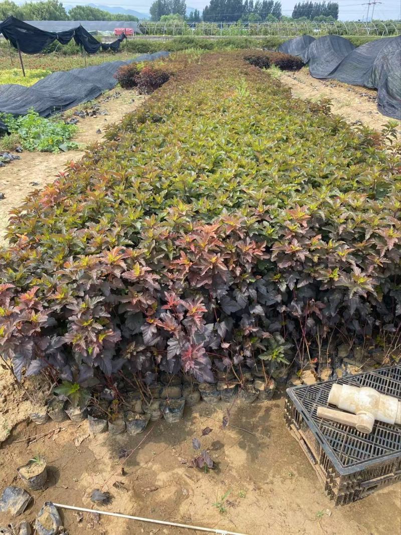 金叶风箱果精品金叶风箱果优质金叶风箱果自产自销