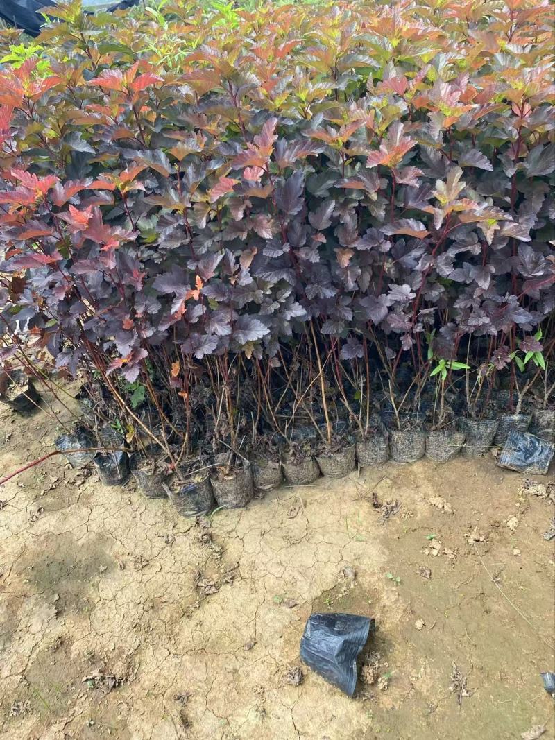 金叶风箱果精品金叶风箱果优质金叶风箱果自产自销