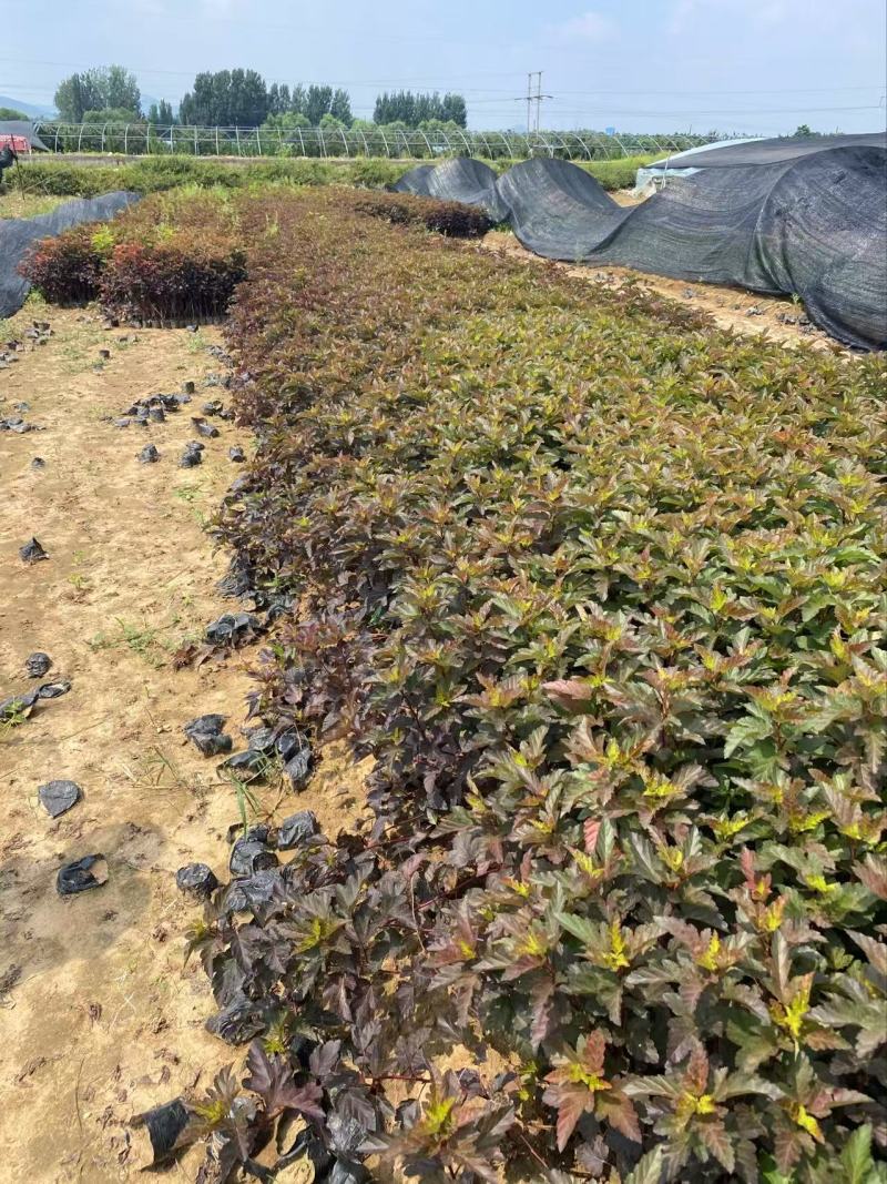 金叶风箱果精品金叶风箱果优质金叶风箱果自产自销