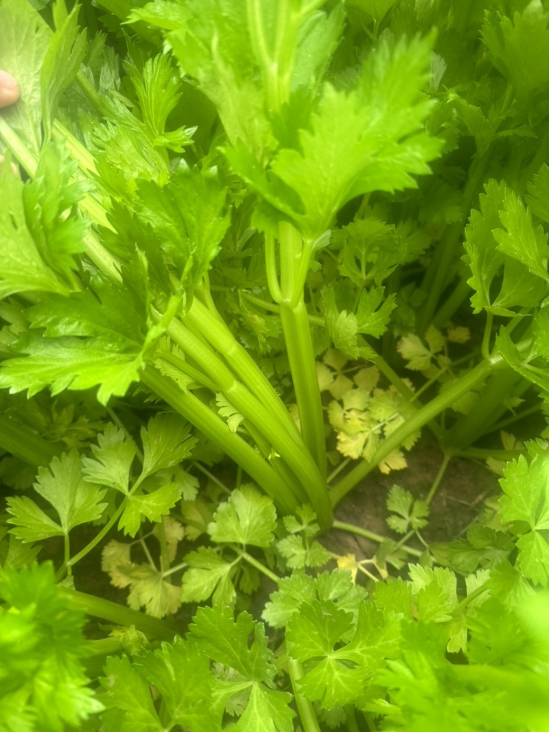 河南精品芹菜夏邑皇后芹菜大量现货中，一手货源，质量保证