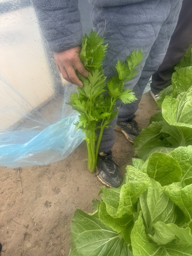 河南精品芹菜夏邑皇后芹菜大量现货中，一手货源，质量保证