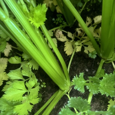 河南精品芹菜夏邑皇后芹菜大量现货中，一手货源，质量保证