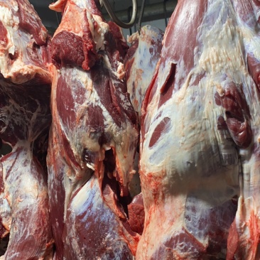 育肥公牛，全牛批发。国产纯干排酸牛肉，精修去油，口感细嫩