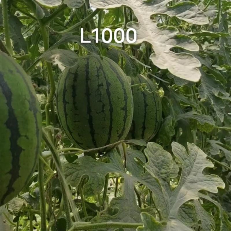 礼品西瓜种籽L1000西瓜种子特甜耐裂一代交配早熟礼品瓜