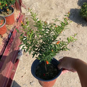 精品花石榴优质花石榴。花石榴基地