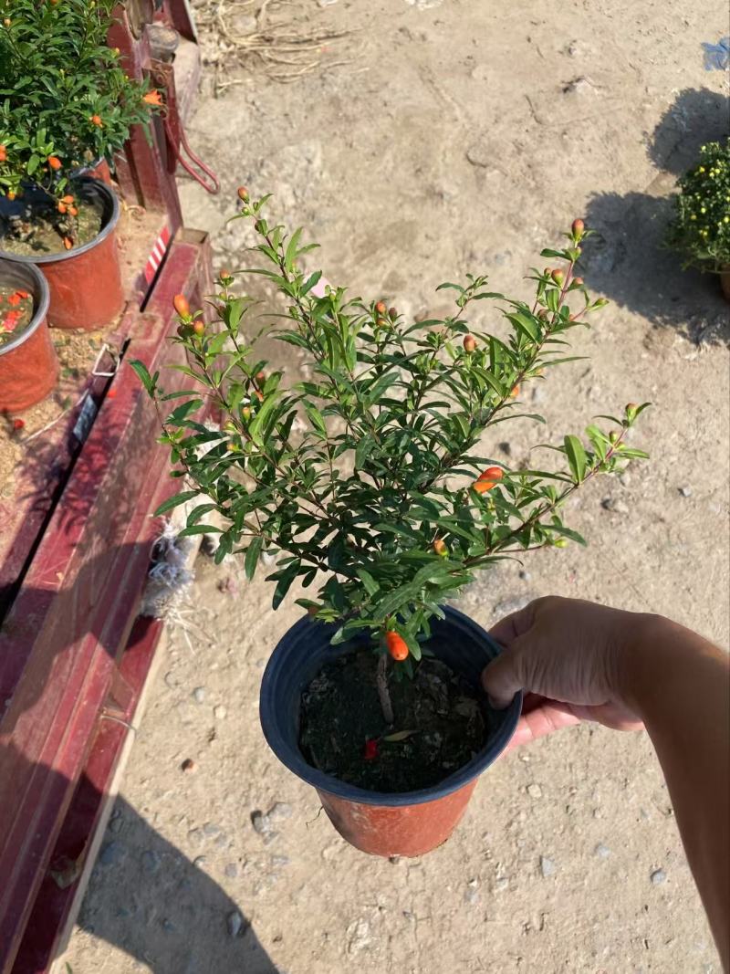 精品花石榴优质花石榴。花石榴基地