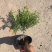 精品花石榴优质花石榴。花石榴基地