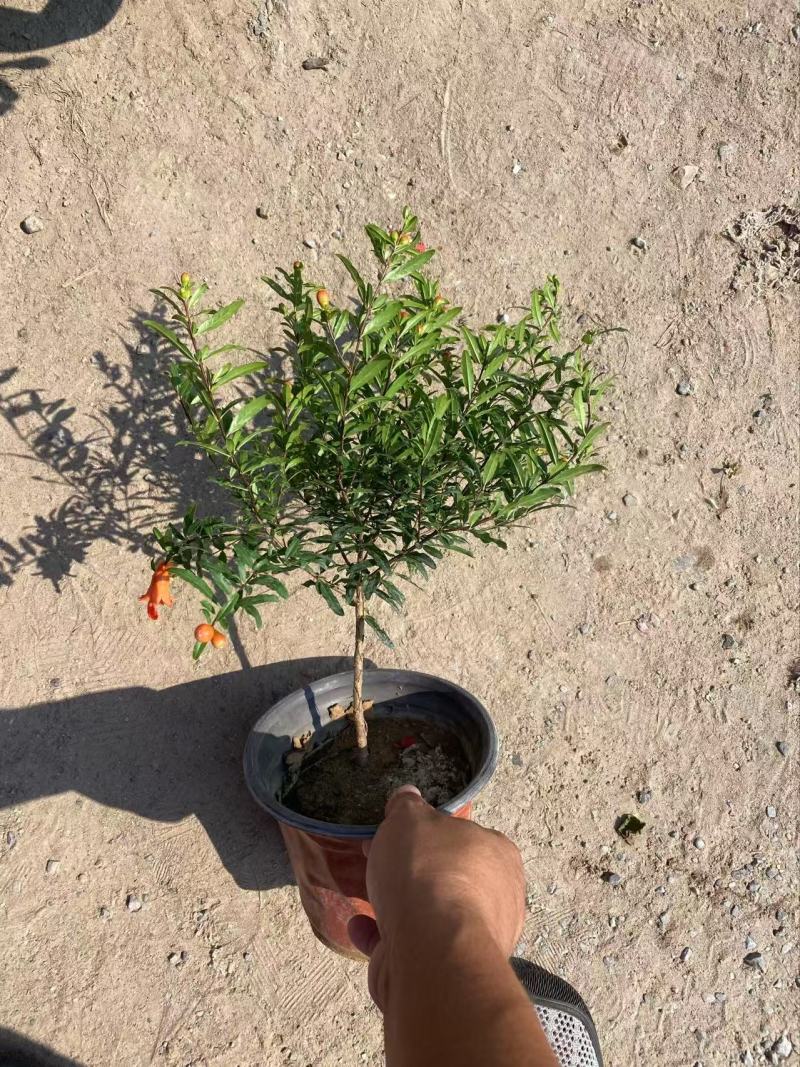 精品花石榴优质花石榴。花石榴基地