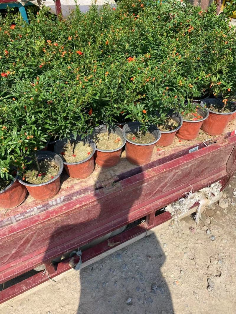 精品花石榴优质花石榴。花石榴基地
