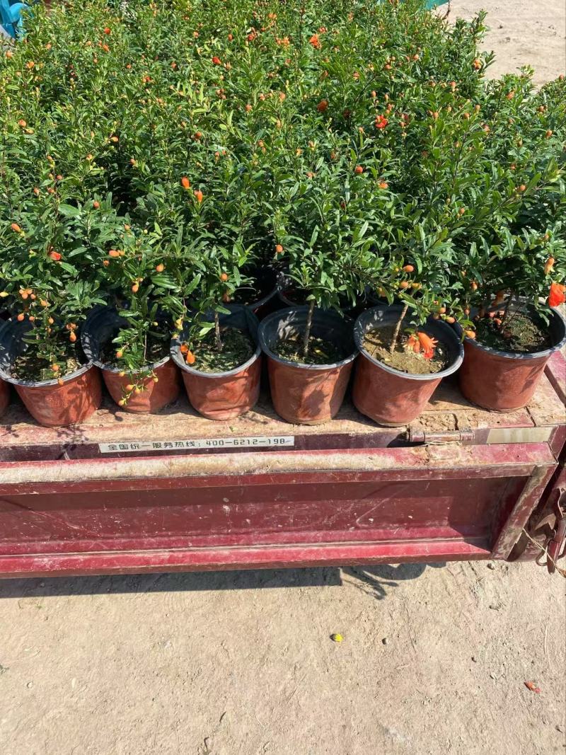 精品花石榴优质花石榴。花石榴基地