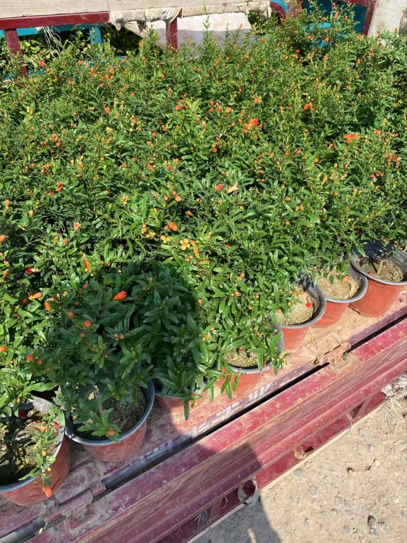 精品花石榴优质花石榴。花石榴基地