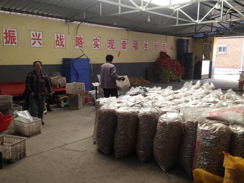 现有精品香玲核桃4万斤