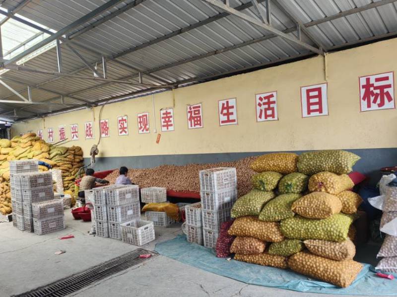 现有精品香玲核桃4万斤