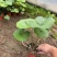 精品大吴风草优质大吴风草种植基地