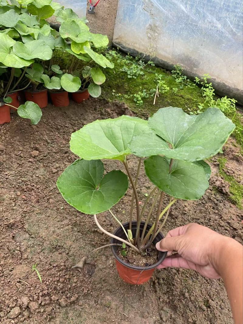 精品大吴风草优质大吴风草种植基地