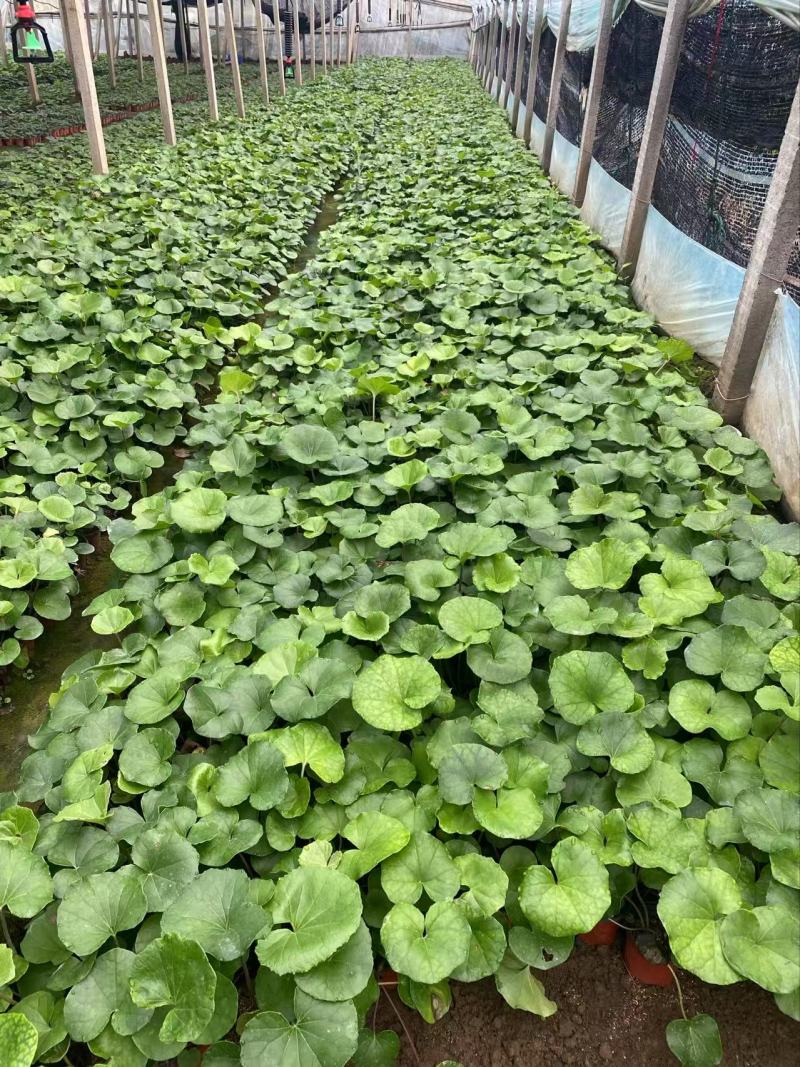 精品大吴风草优质大吴风草种植基地