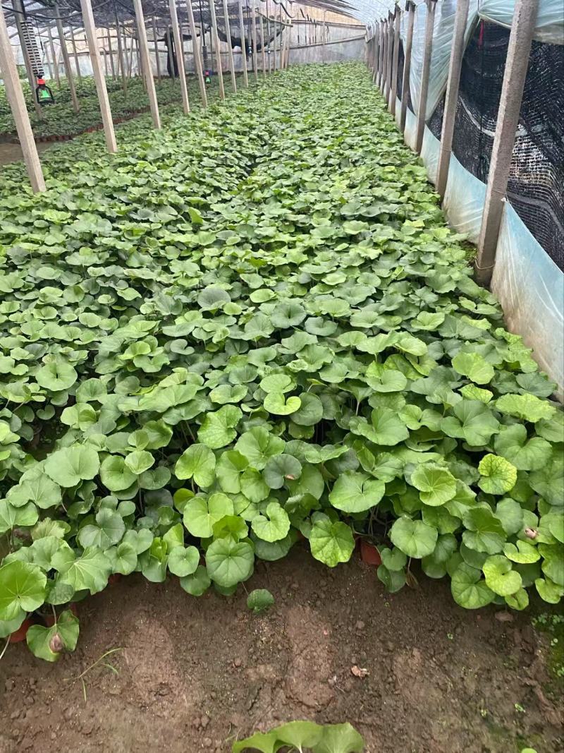 精品大吴风草优质大吴风草种植基地