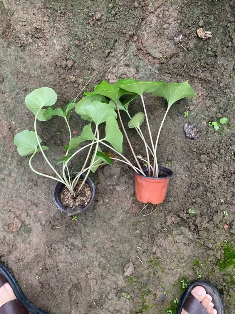 精品大吴风草优质大吴风草种植基地
