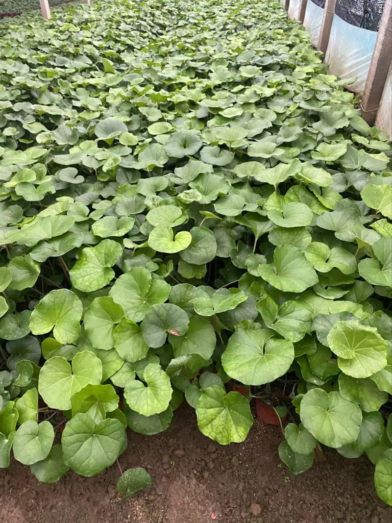 精品大吴风草优质大吴风草种植基地