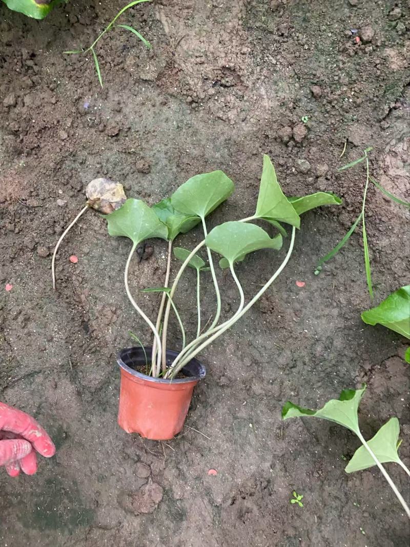 精品大吴风草优质大吴风草种植基地