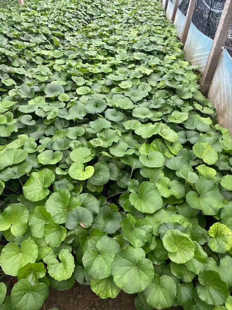 精品大吴风草优质大吴风草种植基地