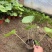 精品大吴风草优质大吴风草种植基地