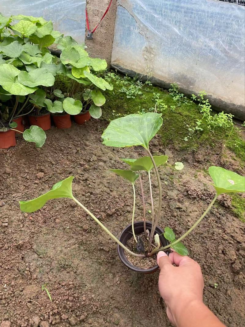 精品大吴风草优质大吴风草种植基地