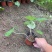 精品大吴风草优质大吴风草种植基地