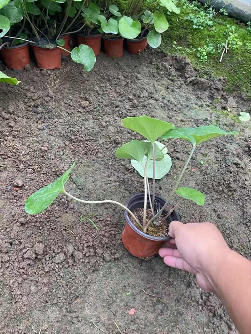 精品大吴风草优质大吴风草种植基地
