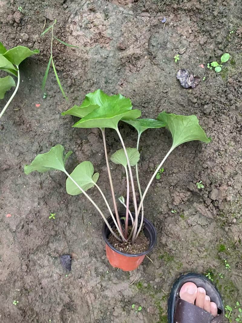 精品大吴风草优质大吴风草种植基地