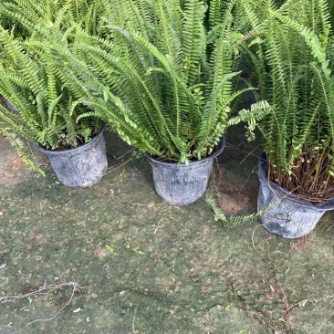 肾蕨基地肾蕨批发肾蕨自产自销