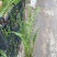 肾蕨基地肾蕨批发肾蕨自产自销