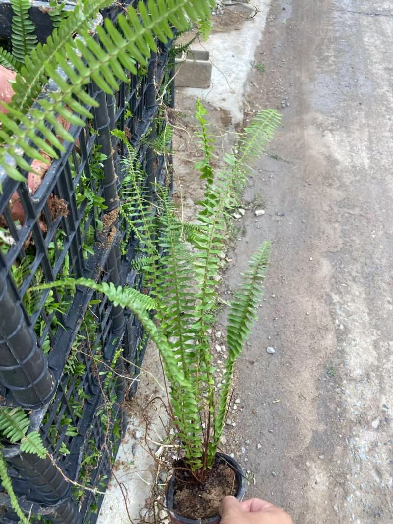 肾蕨基地肾蕨批发肾蕨自产自销