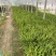 肾蕨基地肾蕨批发肾蕨自产自销