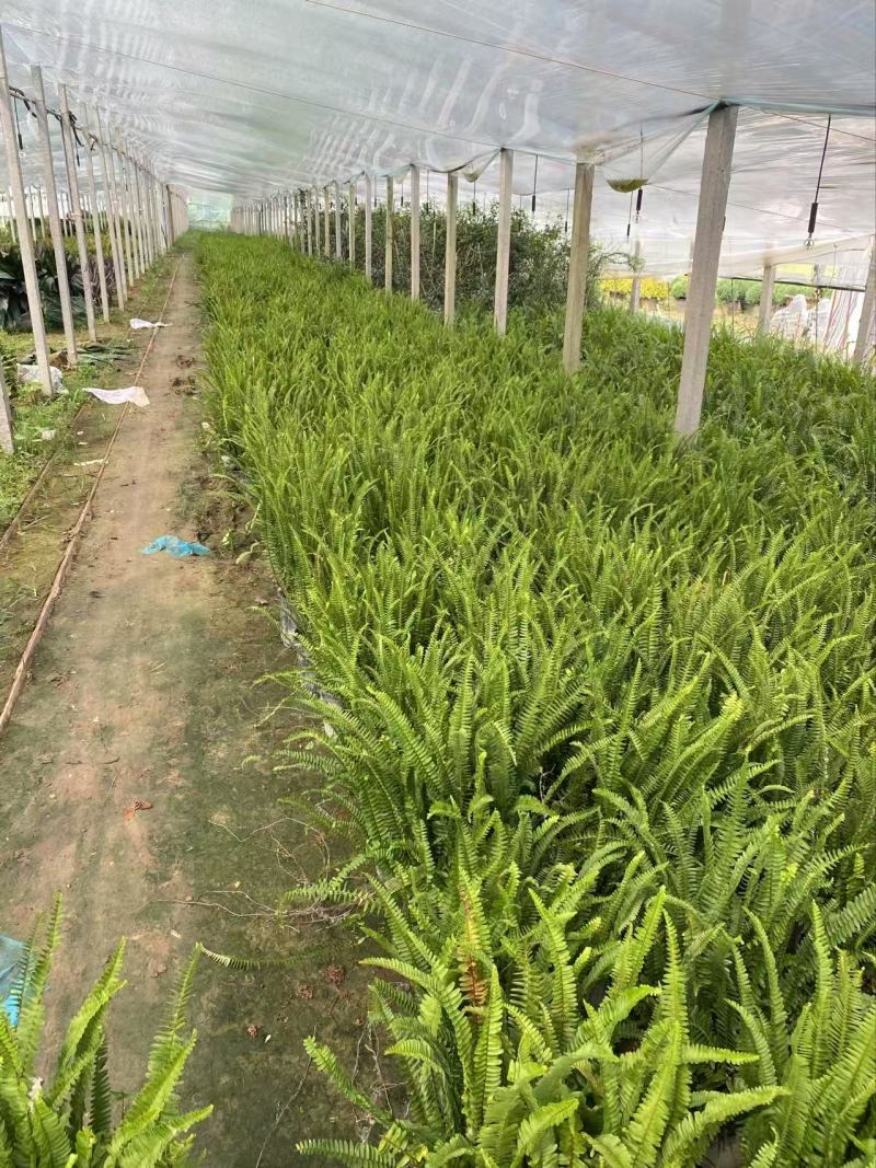 肾蕨基地肾蕨批发肾蕨自产自销