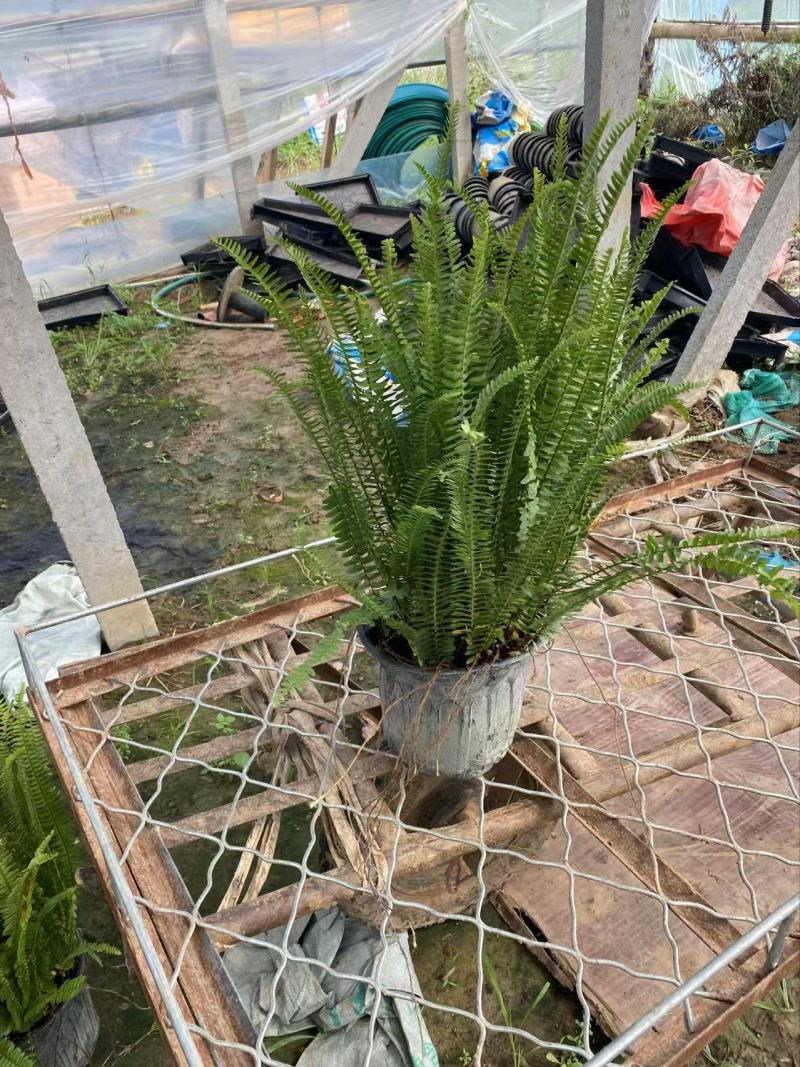 肾蕨基地肾蕨批发肾蕨自产自销