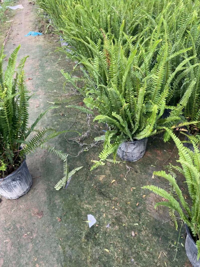 肾蕨基地肾蕨批发肾蕨自产自销