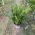 肾蕨基地肾蕨批发肾蕨自产自销