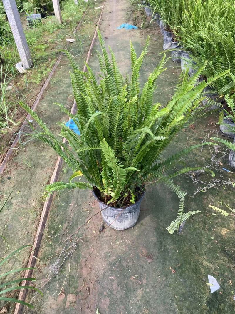 肾蕨基地肾蕨批发肾蕨自产自销
