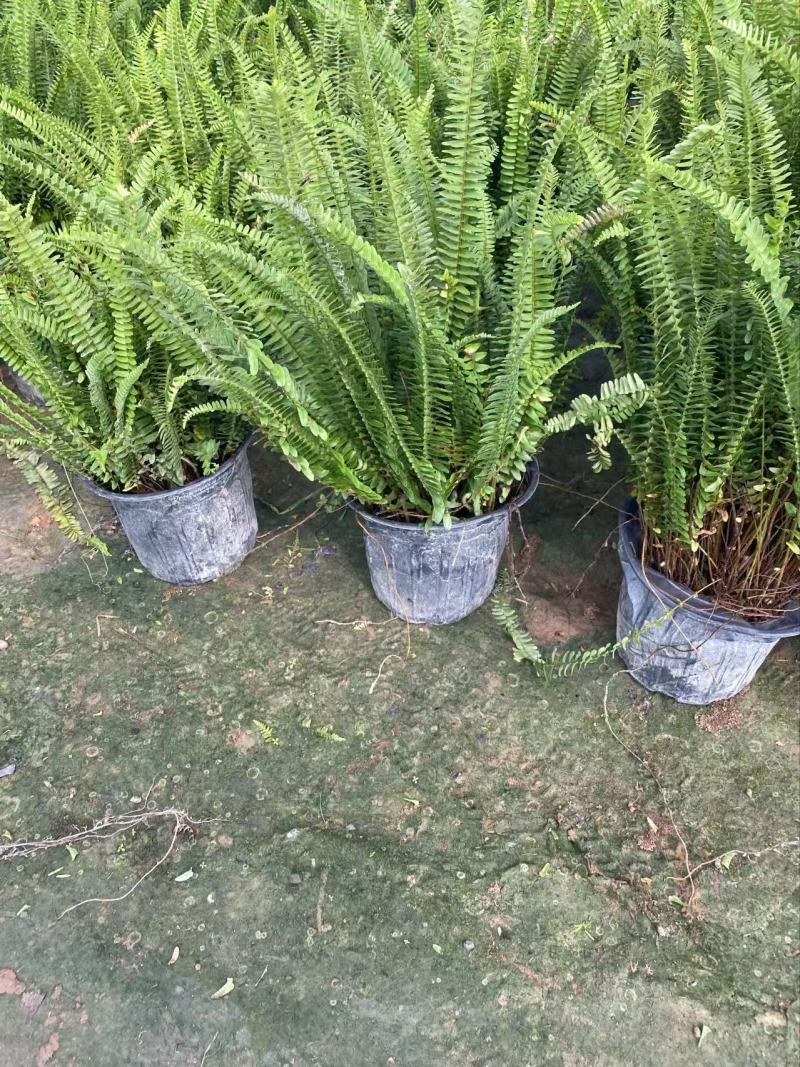 肾蕨基地肾蕨批发肾蕨自产自销