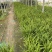 肾蕨基地肾蕨批发肾蕨自产自销