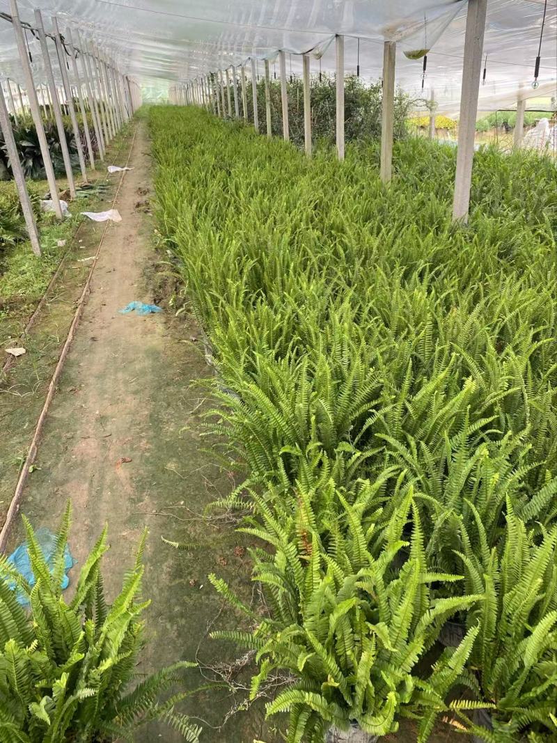 肾蕨基地肾蕨批发肾蕨自产自销