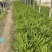 肾蕨基地肾蕨批发肾蕨自产自销