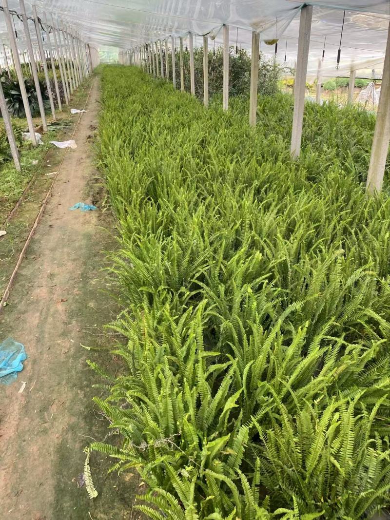 肾蕨基地肾蕨批发肾蕨自产自销